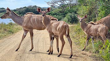 Antilopi Kudu all'iSimangaliso wetland park